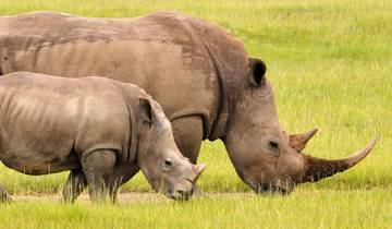 Luxury 4 days Laikipia Plateau Safari Tour