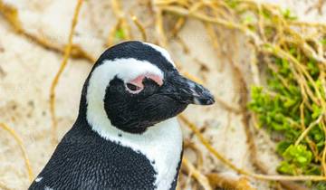 Kapstadt Privat 3-Tage Kaphalbinsel Pinguin Ganztagestour, Kapspitze Privat Tour und Robben Island Rundreise
