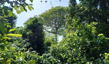 Kaya Kinondo Sacred Forest Guided Tour from Diani Tour