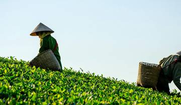 Kiambethu Tea Farm Tour from Nairobi Tour