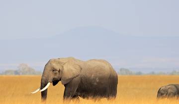 Amboseli Day Trip from Nairobi – See Elephants & Kilimanjaro Views Tour