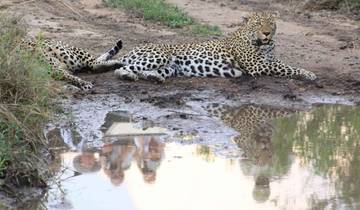 4-daagse luxe grote Kruger & Panorama safari-rondreis