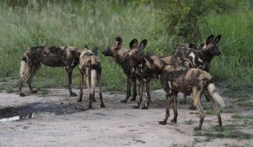 4-Day Signature Kruger & Panorama Wildlife Adventure Tour