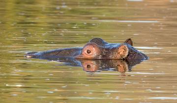 5-Tage Madikwe Wildreservat Safari Rundreise