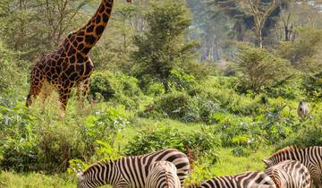 6 Tage 5 Nächte Maasai Mara, Lake Nakuru & Amboseli Gruppenreisen Safari Rundreise