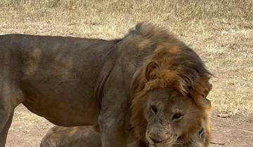 7-tägige epische Mittelklasse-Safari - Serengeti Gnu Mara Flussdurchquerung Rundreise