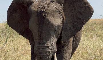 3-Tage Serengeti und Ngorongoro Rundreise