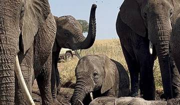 Circuito Safari de 9 días por el Serengeti: Sé testigo de la travesía del Gran Ñu por el río Mara