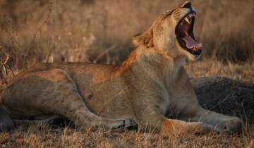 5-tägiges Luxus-Abenteuer: Im Reich der Löwen, Leoparden und Geparden Rundreise