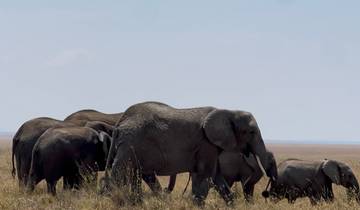 5-tägige Luxus-Safari-Erfahrung in Tarangire, Serengeti, Ngorongoro & Manyara Rundreise