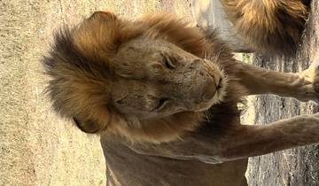 8-tägige Serengeti Migrations-Safari - Das größte Schauspiel der Natur Rundreise