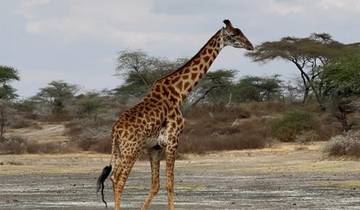 10-Tage Safari & Kultur: Große Gnuwanderung über den Mara-Fluss Rundreise