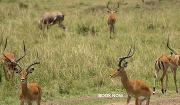 Safari económico en grupo de 3 días y 2 noches en Masai Mara