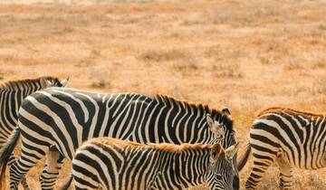 Safari privado de 3 días por la fauna de Maasai Mara en Kenia