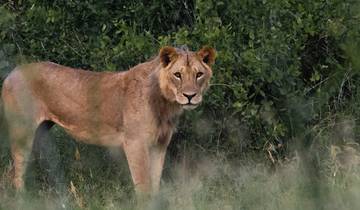 Safari de 3 días al Parque Nacional de Tsavo Oriental desde Mombasa/Diani