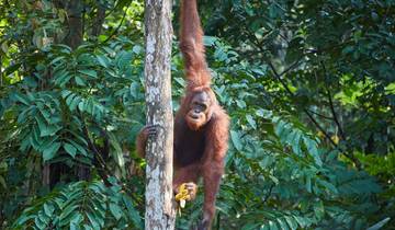 Naturparadies Borneo