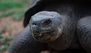 4 Días, Vida Salvaje y Maravillas de las Galápagos