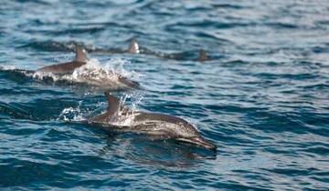 Circuito Ballenas y delfines de Sri Lanka