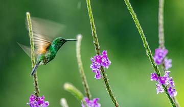 Natural Wonders of Costa Rica - 10 days Tour