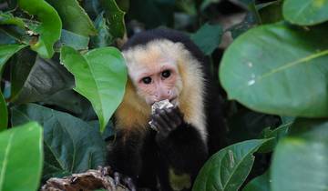 Costa Rica zelf rijden - 8 dagen