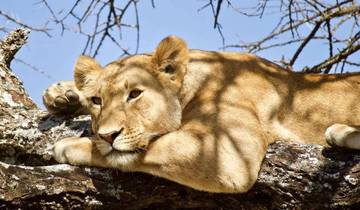 7 Tage Big Five Safaris in Tansania Rundreise
