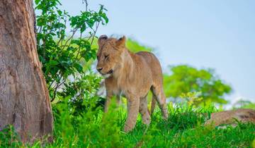 Tansania Wildtier Safari - 5 Tage Rundreise