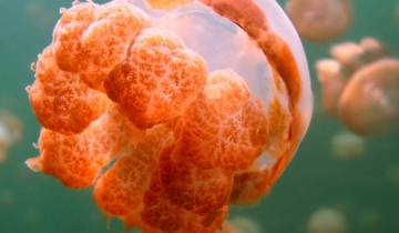Signature: Palau\'s Rock Islands & Underwater Serengeti National Geographic Tour