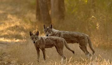 Indian Heritage & Wildlife Trails By G Experiences