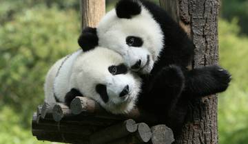 Chengdu et croisière sur le Yangtsé jusqu\'à Shanghai - 10 jours circuit