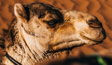 Circuito Excursión Ciudades Imperiales y Desierto de Casablanca a Marrakech (7 Días)