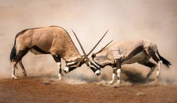 7-Day Cape Town & Etosha National Park Safari