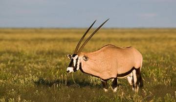 7-Day Cape Town & Etosha National Park Safari