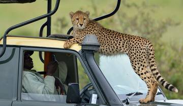 10 Tage Masai Mara, Lake Nakuru, Amboseli National Park, Lake Manyara, Serengeti und Ngorongoro Safari