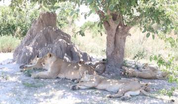 Erkunden Sie den Boteti Fluss, die Makgadikgadi Pfannen und das Okavango Delta 5 Tage/4 Nächte Rundreise
