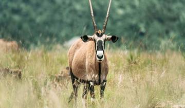 ½-daagse safari met gids in Pilanesberg