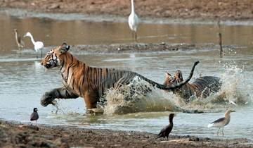 Tadoba Tigers & Heritage Trails von G Experiences