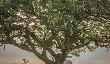 Geluxe: Tanzania: The Serengeti, Ngorongoro Crater & Local Flavours