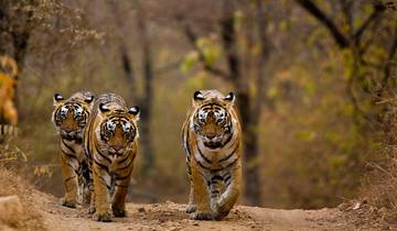 The Grand Tour of India