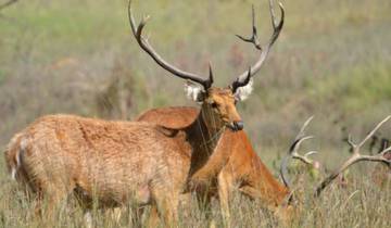 Exploring Ranthambore Tiger Safari and Majestic India Past
