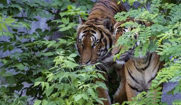Exploring Ranthambore Tiger Safari and Majestic India Past