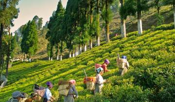 Northeast India, Sikkim & Darjeeling Experience