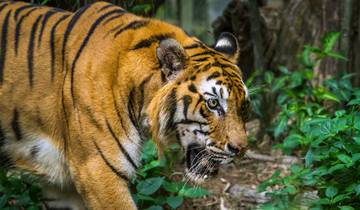 Pench, Kanha Tiger Safari & India Temple Treasures