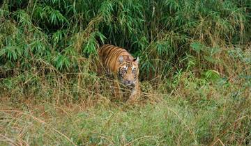 Indisches Erbe & Tadoba Tiger Safari
