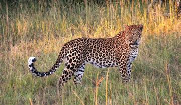 Sri Lanka Wildlife Tour Tour