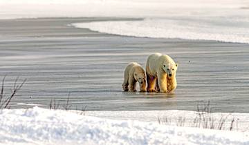 Les ours polaires du Canada : De l\'Arctique canadien à Montréal circuit