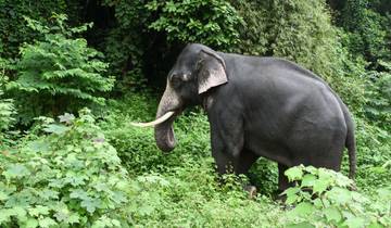 Enchanting Kerala Experience Tour