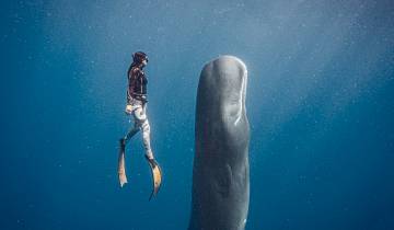 Geluxe : Dominique : Baleines, chutes d'eau et Caraïbes sauvages