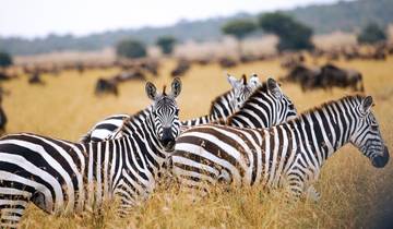 Grand safari en Tanzanie du Nord - 4 jours d\'aventure circuit