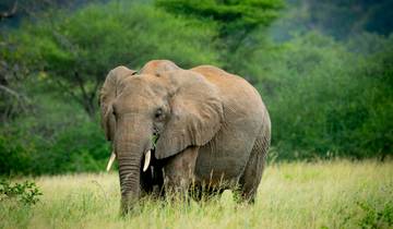 Safari ultime dans le nord de la Tanzanie - 5 jours d\'aventure circuit