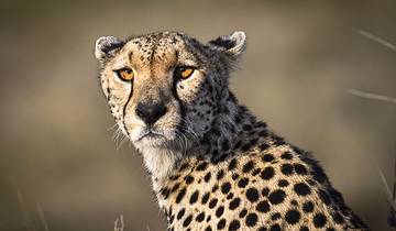 Safari Signature en Tanzanie du Nord - 6 jours d\'aventure circuit